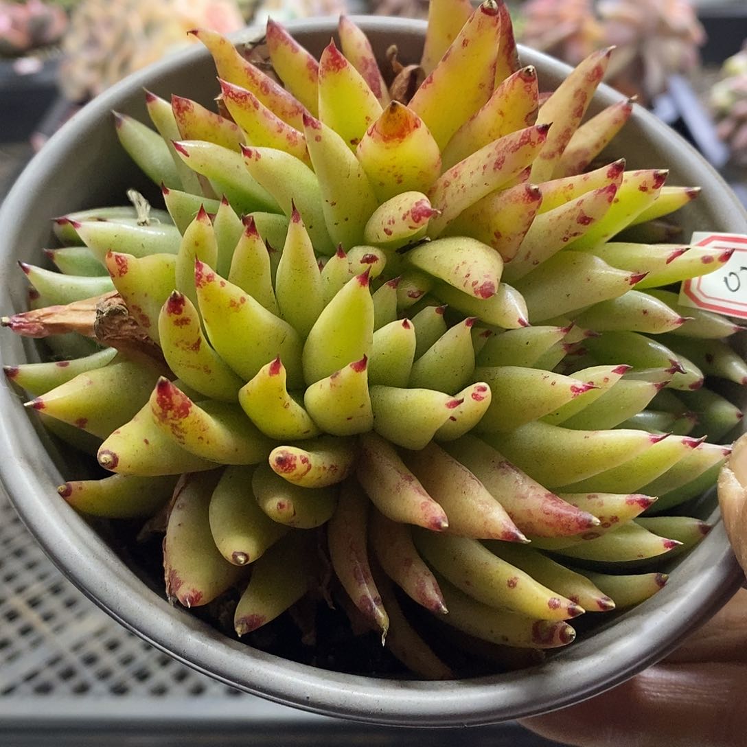 0752艾克魂锦缀多肉