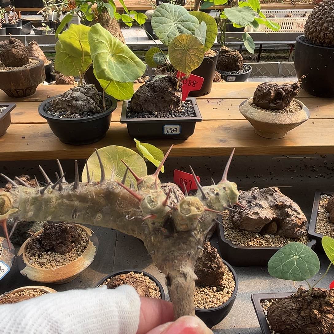 S***N汤圆植物刺月界补差价