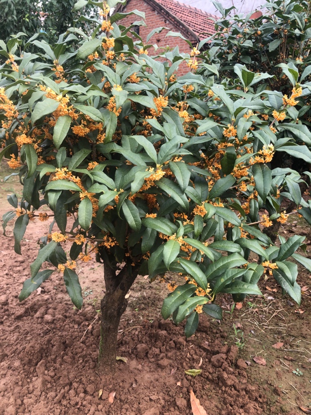 耐寒四季桂花树盆栽浓香型花卉可用于室内盆景绿植阳台庭院种植