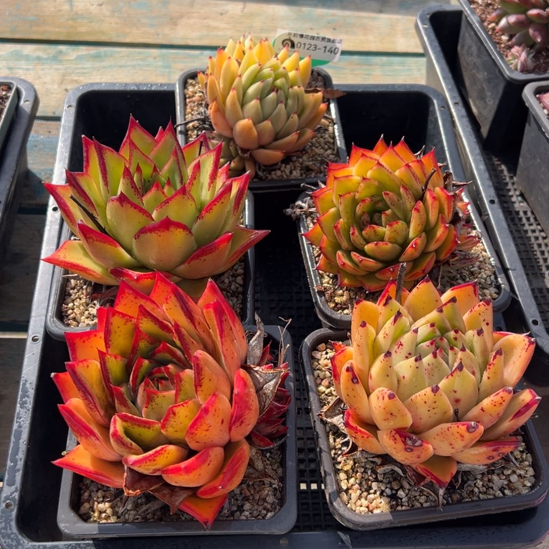 从前慢多肉精选编号0123.140