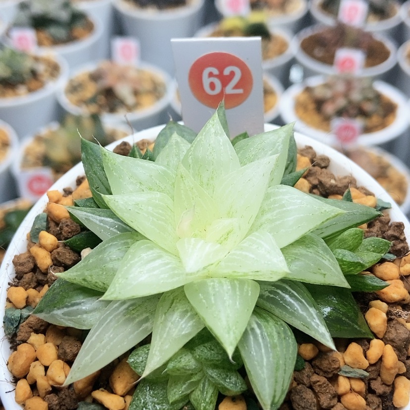 【闪购商品】62元祖冰沙糖锦