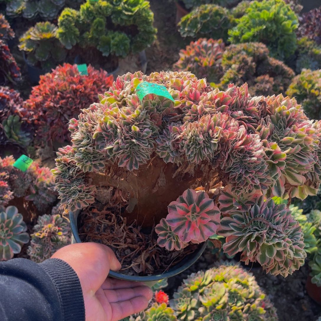 粉女巫缀化法师5-55