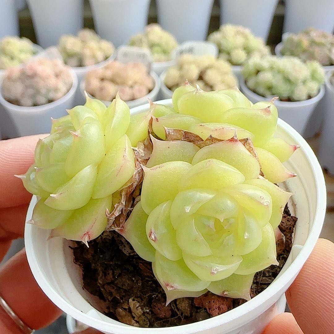 1205-48（p3-71）优选