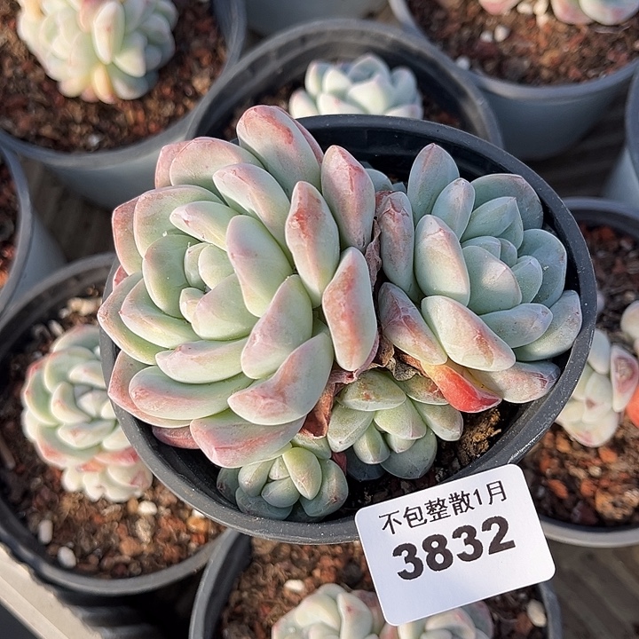 阿雅园艺。      3833