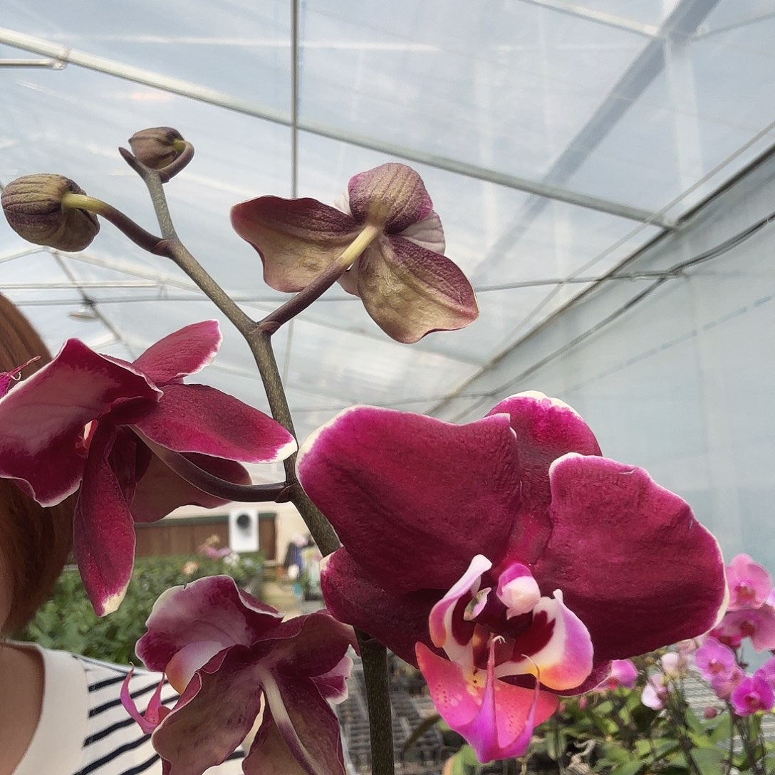 大部分开放少量花苞B113带花蜡质不售后