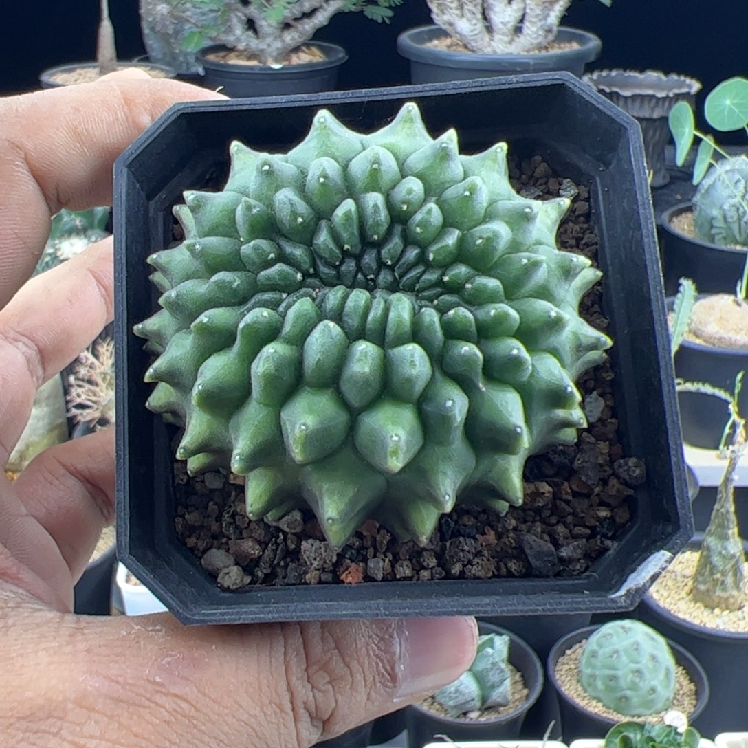 泰系貘缀实生一物一拍