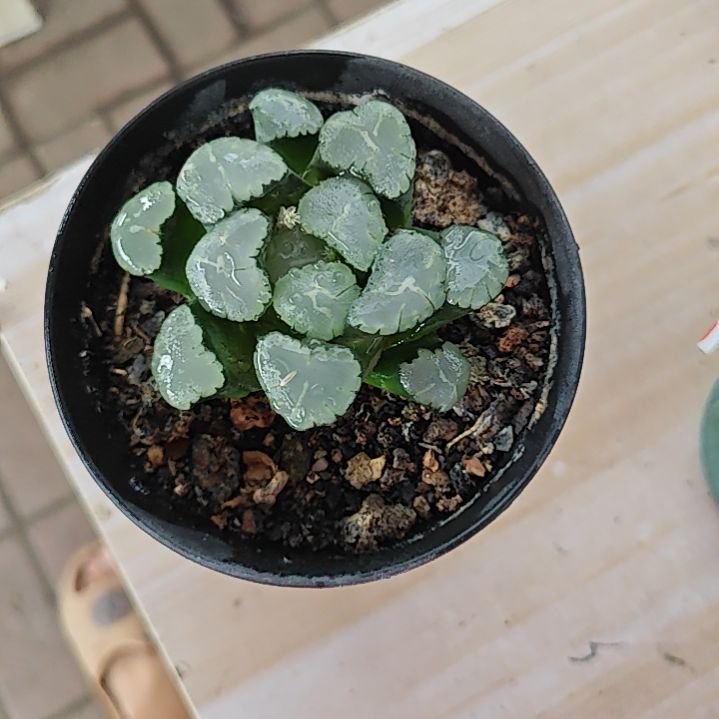 天照万象一颗多肉植物