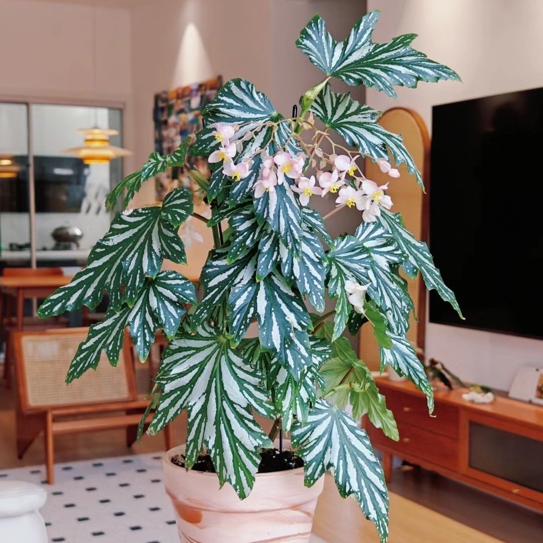 【乌头杂秋海棠】超大乌头杂秋海棠ins风网红绿植可开花好养耐看