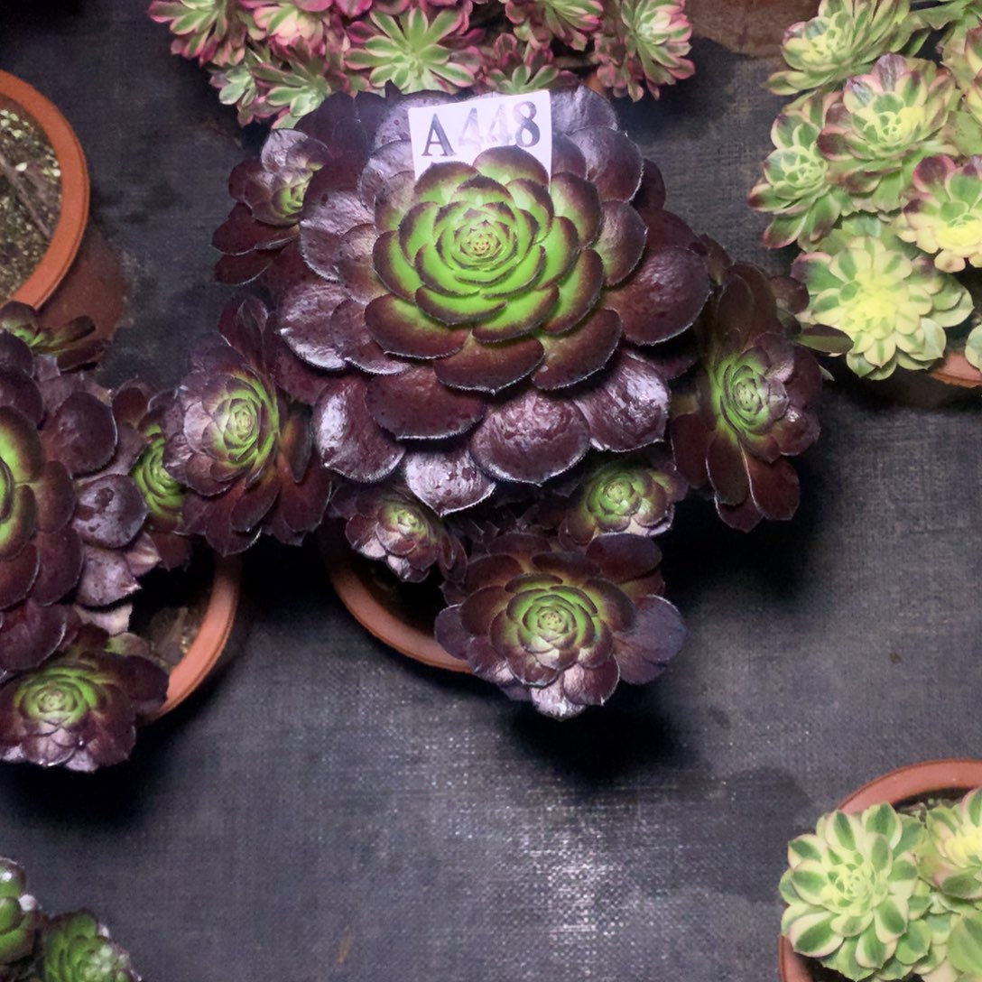 开***天黑美人448法师走吧多肉植物20000