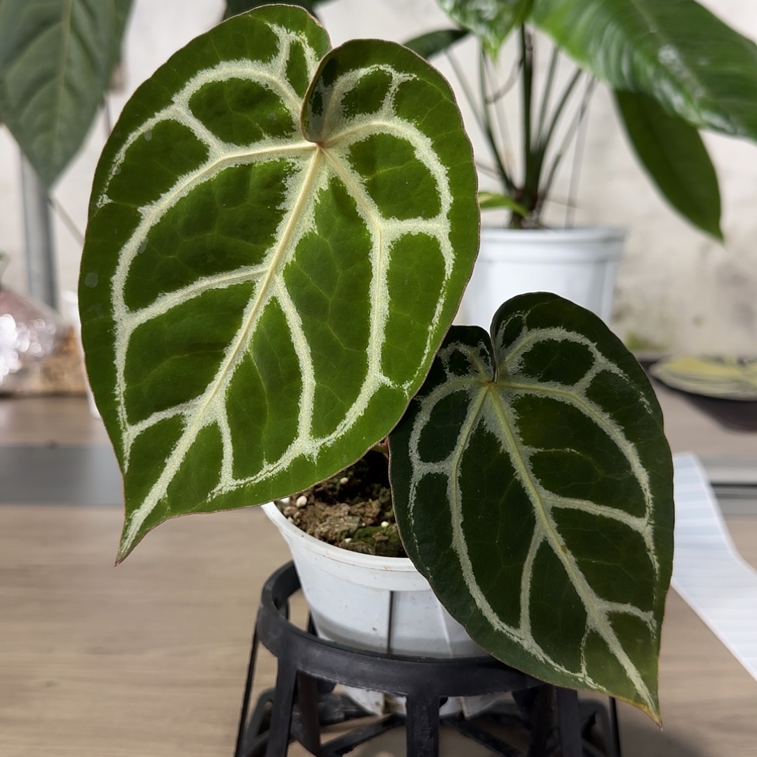 无花朵红水晶杂铜锣烧