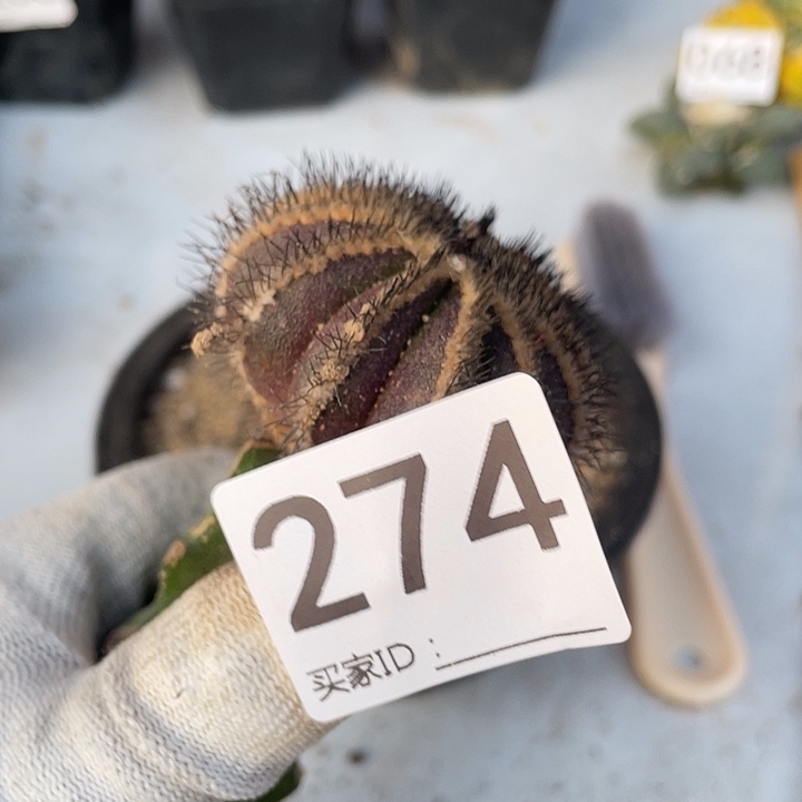 三角嫁接波球优波球274号