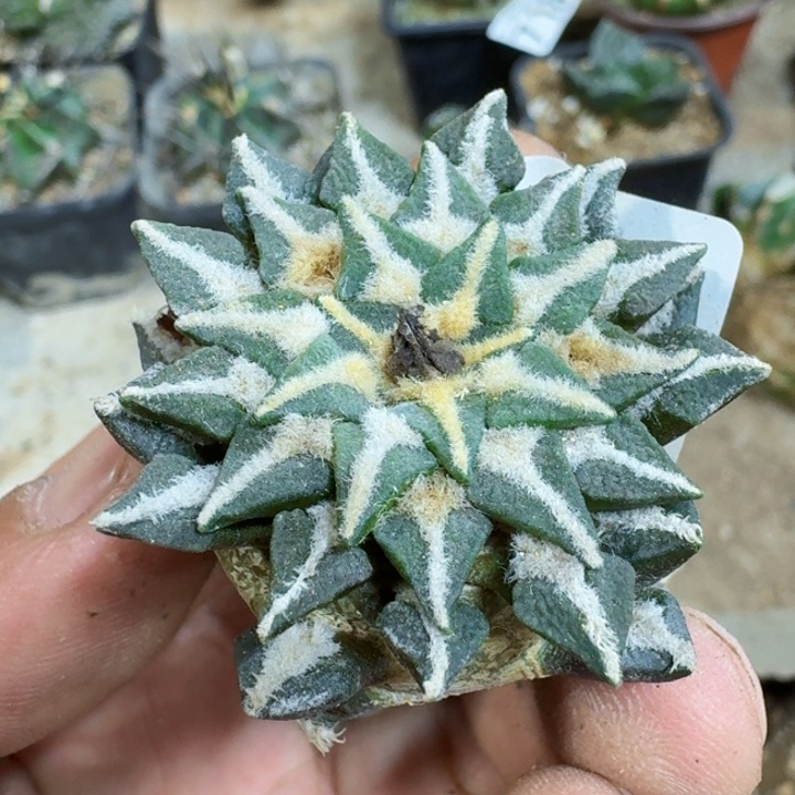 福利自根黑牡丹798