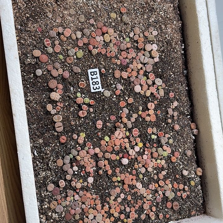 183生石花整框脱土发货不售后