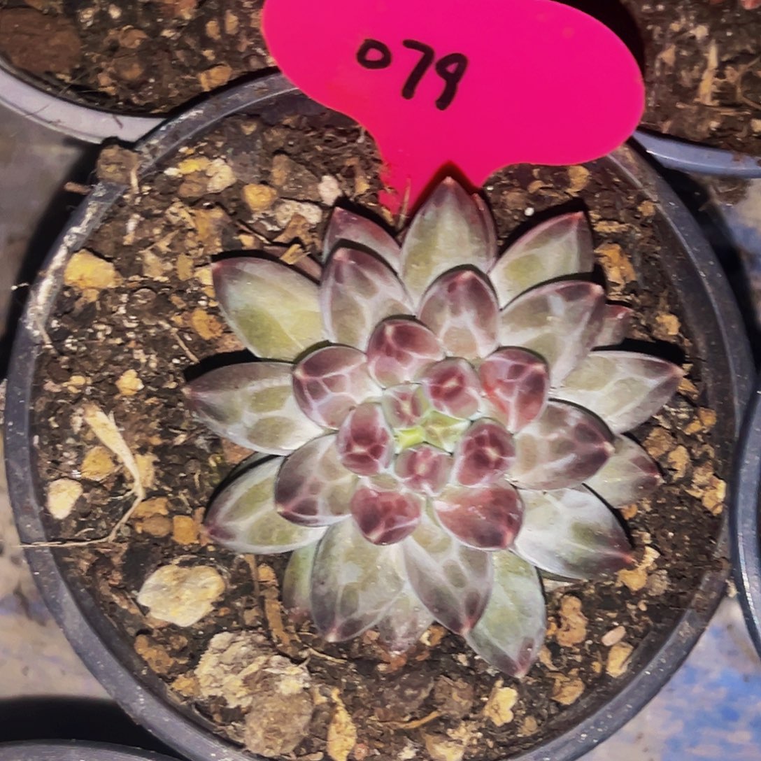 桔云多肉美人精品系列