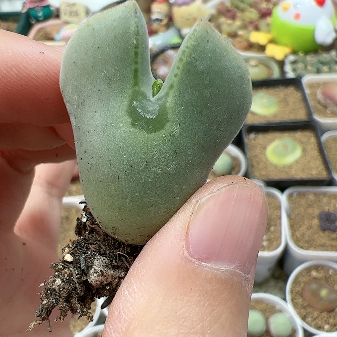 【闪购商品】158 双12福利限量