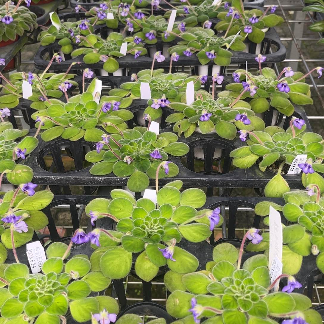 大部分开放少量花苞石蝴蝶