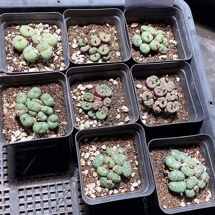 31409。  一盒肉锥带盆。  