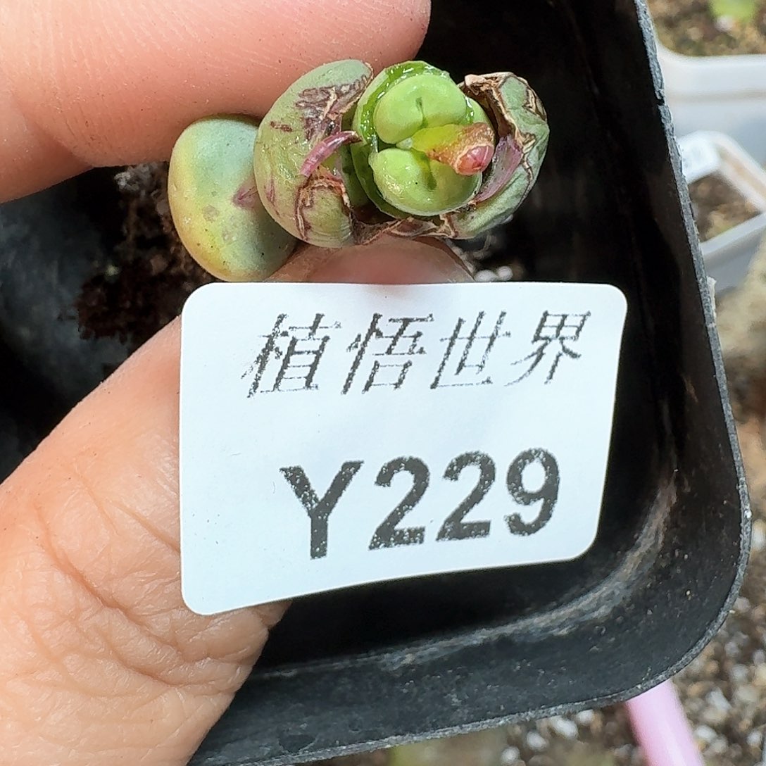 229号多肉植物哇f v
