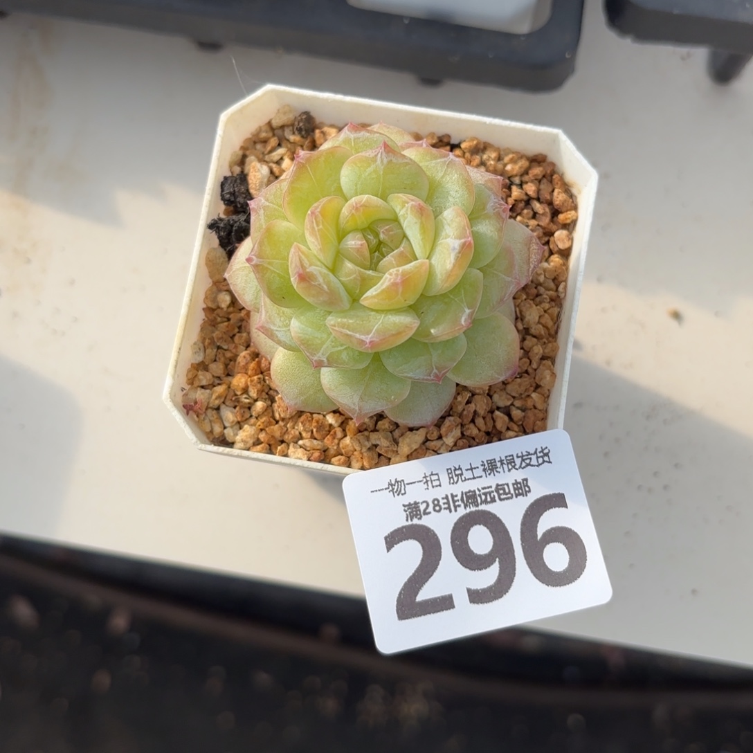 绑***咪玻璃樽单头无盆土发货