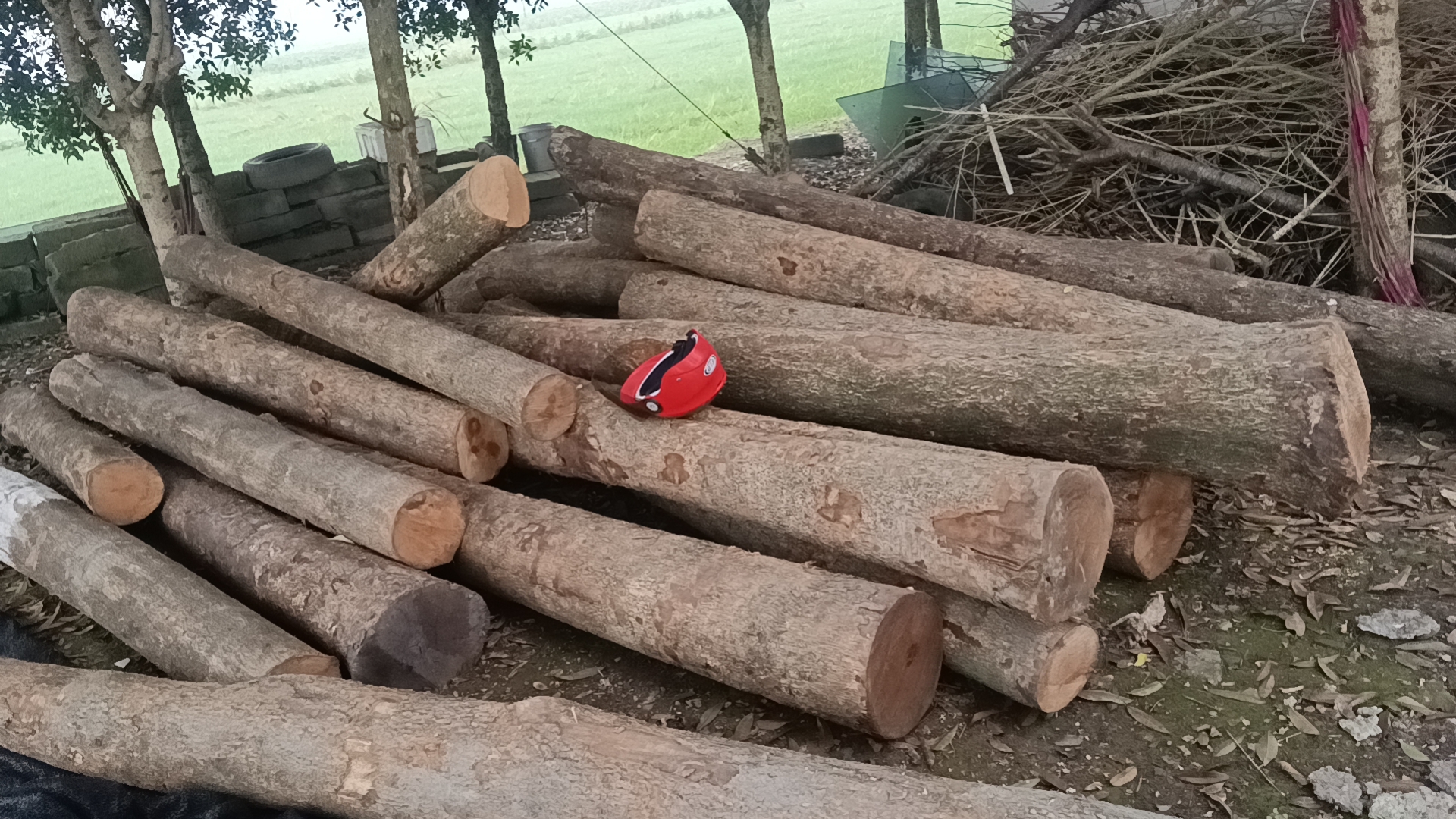 四川小叶楠木做不一样的家具料金丝楠木木料原木