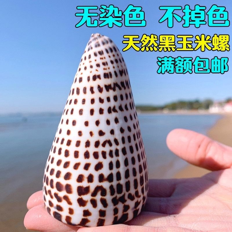 天然海螺贝壳大芋螺摆件装饰橱窗手工