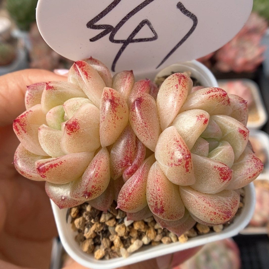 珍妮麦秆可拍347号。