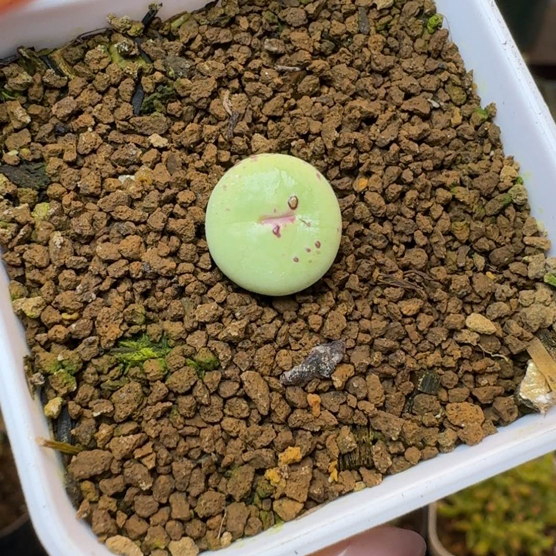 558带盆土产地中嘴00000