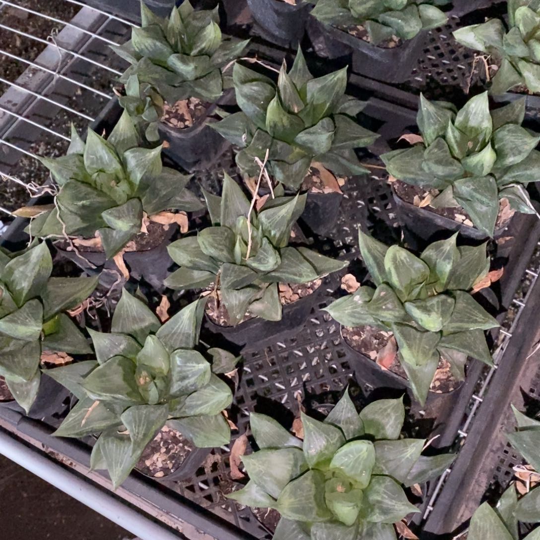 一颗优选超级大裹般若 挑好的发货 新年福利