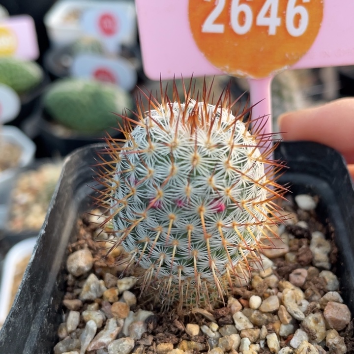 实生幸福丸2646000000