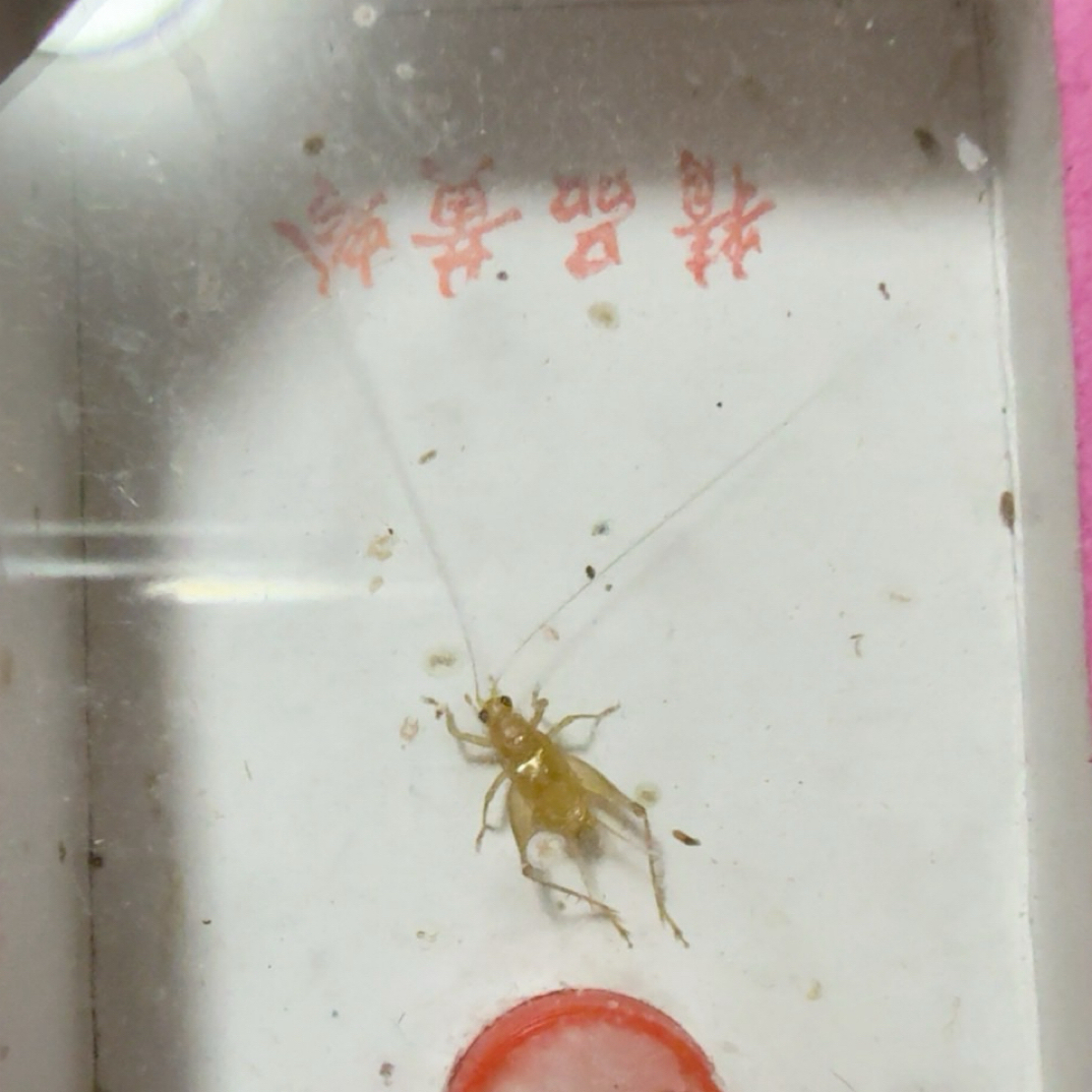 野生黑眼中黄蛉两条中长须（蟋蟀）鸣虫蛉虫 路途包死亡