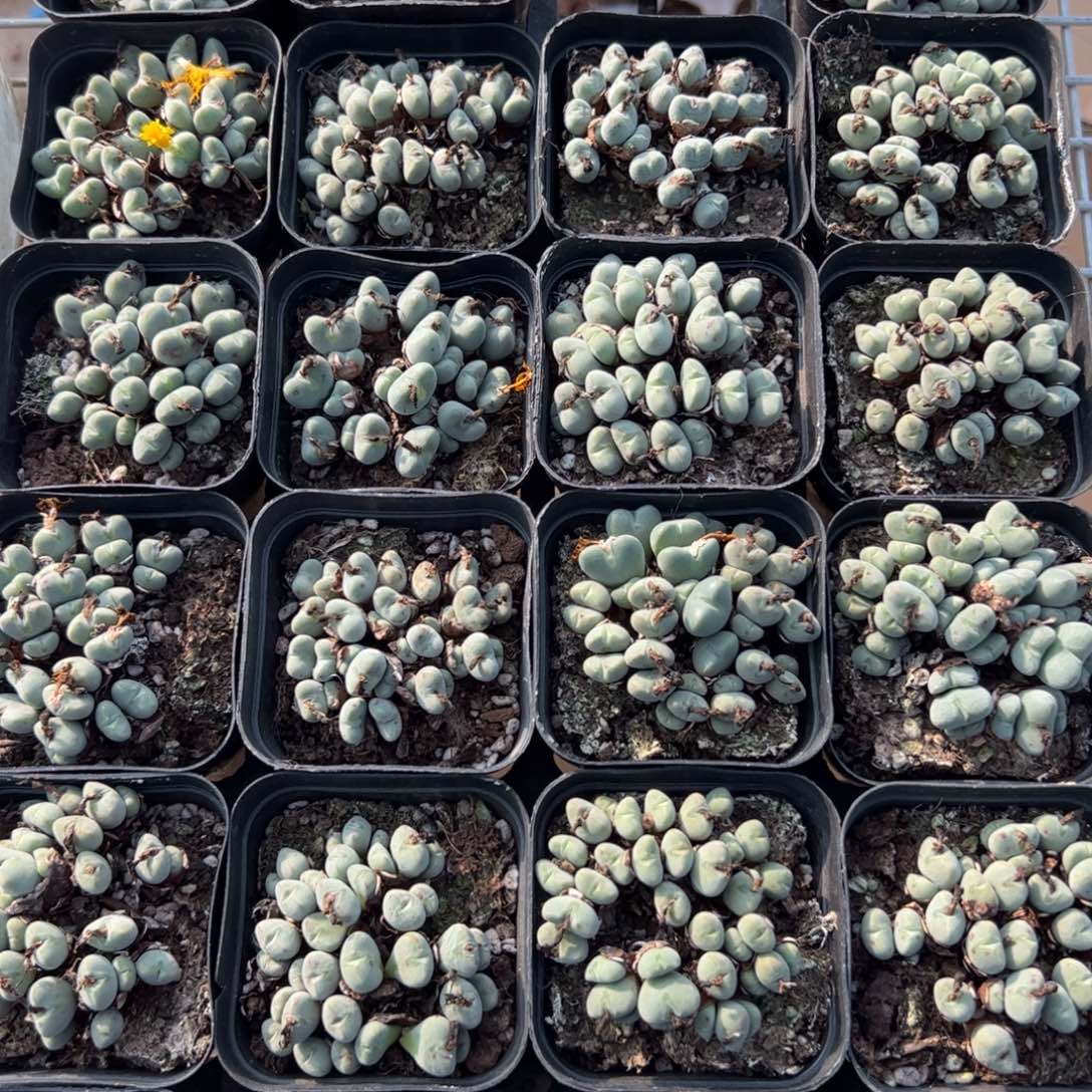 新疆包邮 口笛群生