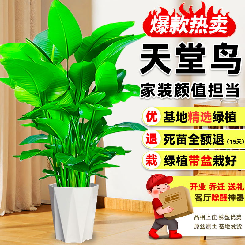 【送货上门】1.6-1.8米精品老桩北欧风天堂鸟绿植花卉盆栽净化空气