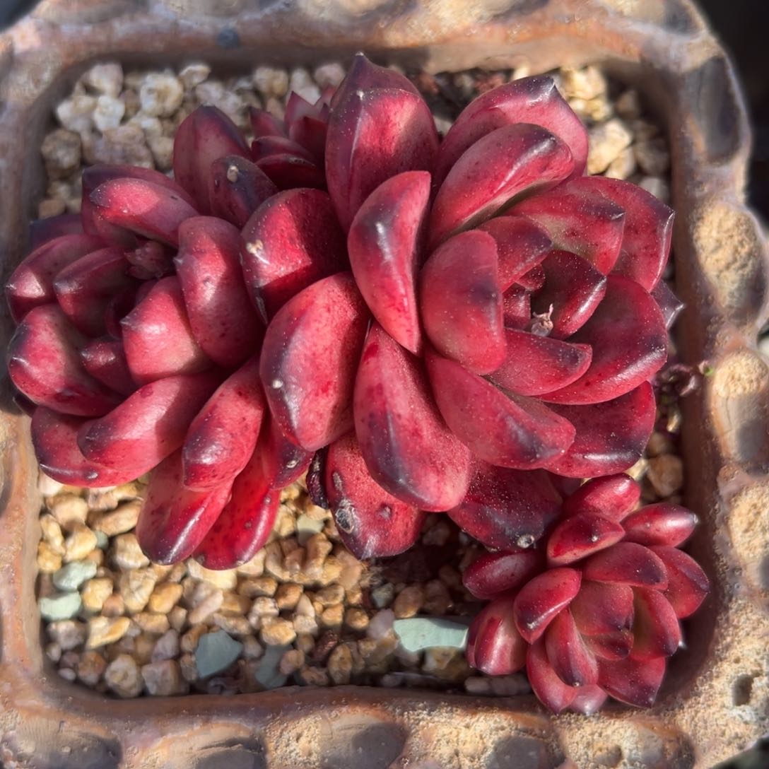 Tm 精控多肉一物一拍