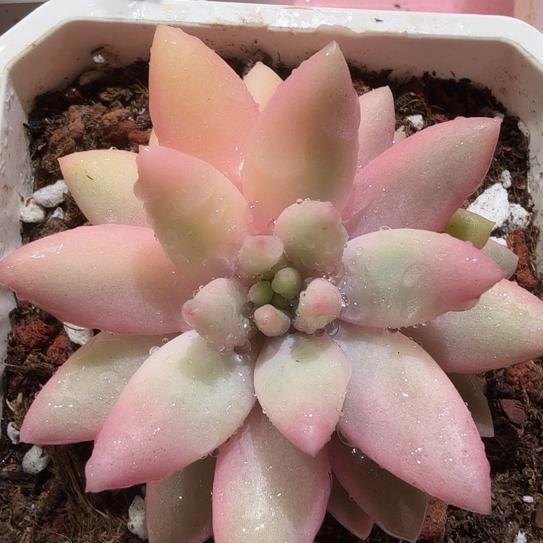 蜜桃啵啵锦，头盖无根