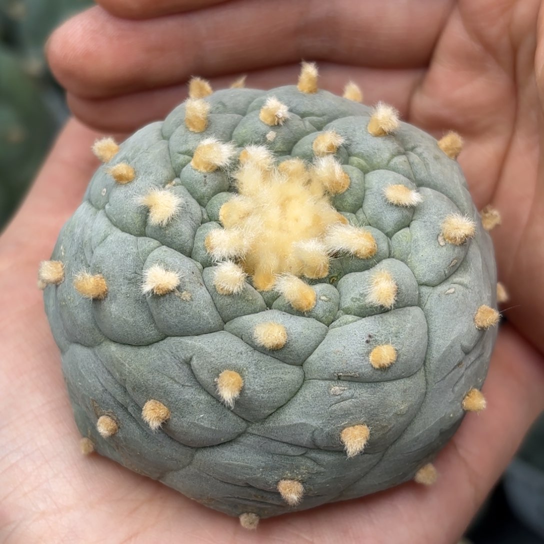 523 无根 仙人球 6.5cm