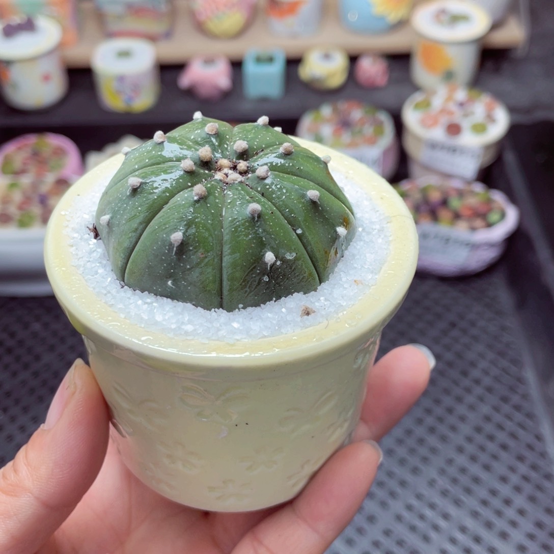 w1823 带盆土发货-零下地区拍保温箱