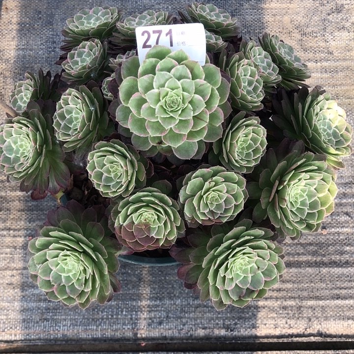 271莲花多肉法师