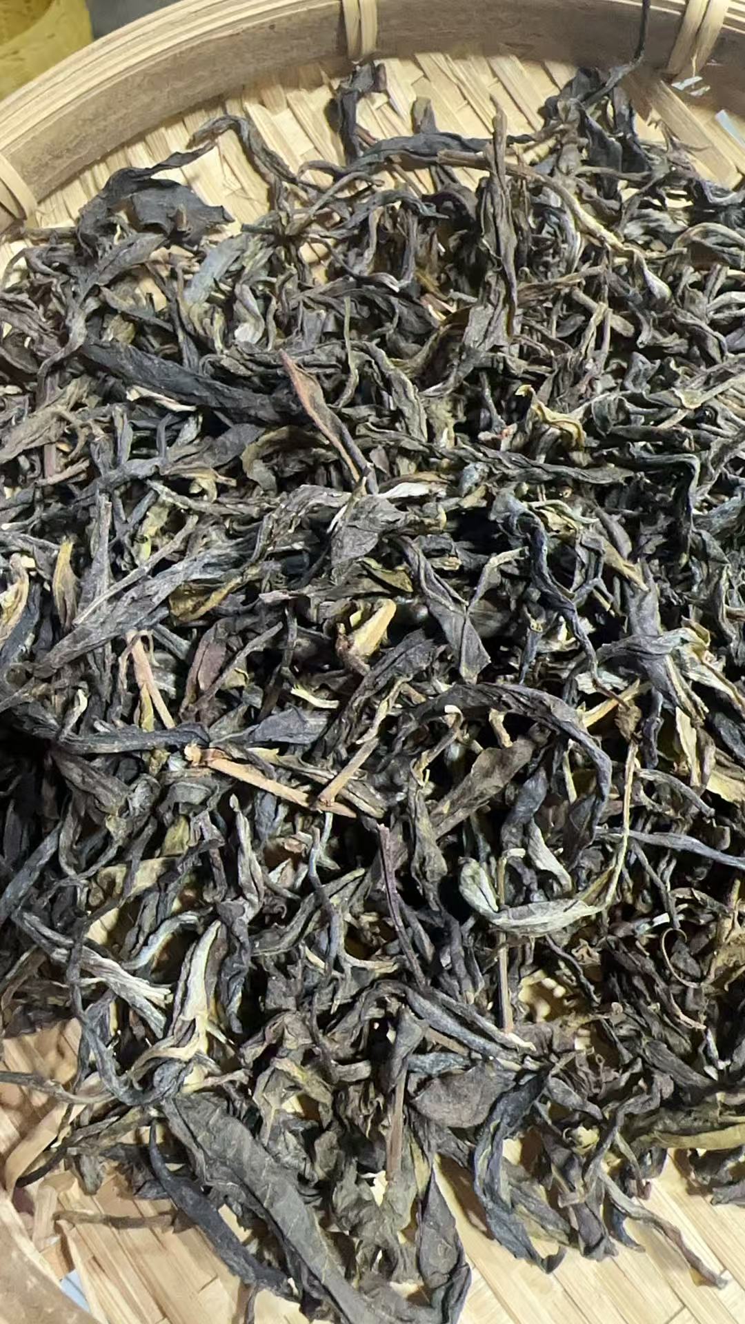 2024 古树大单株 普洱生茶