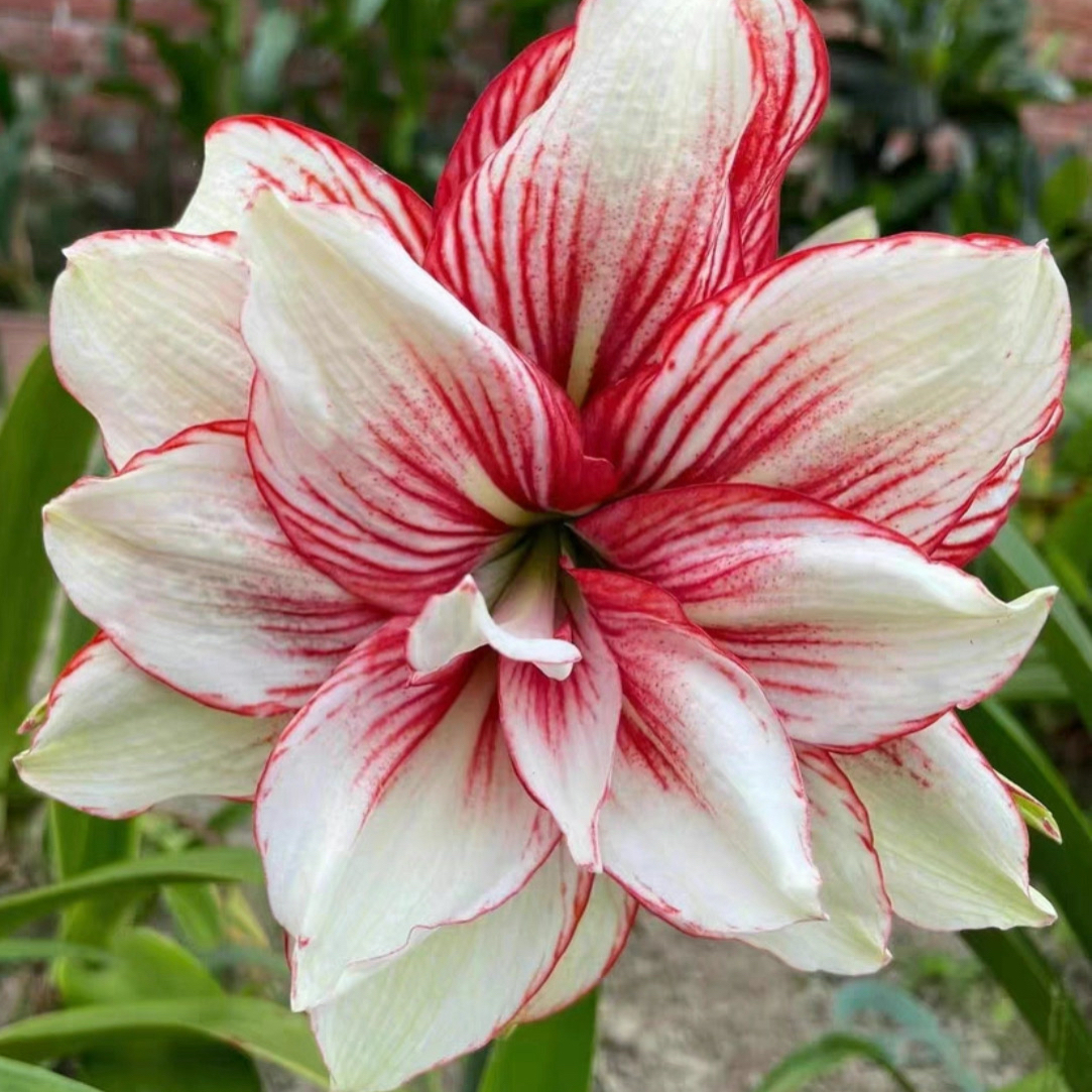 艾菲尔/星星点缀/花妍漫舞/T59/魅影重重