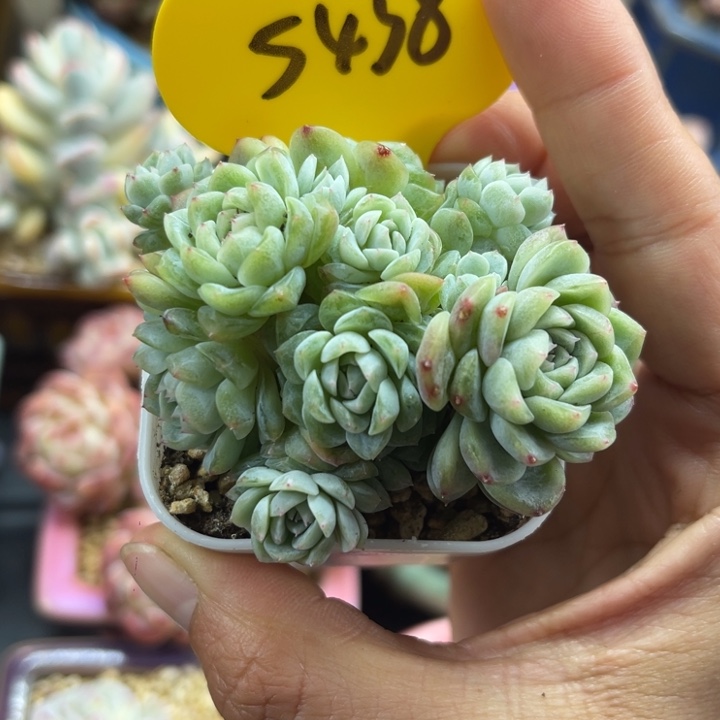 11头纸鸢朵朵群5438。 