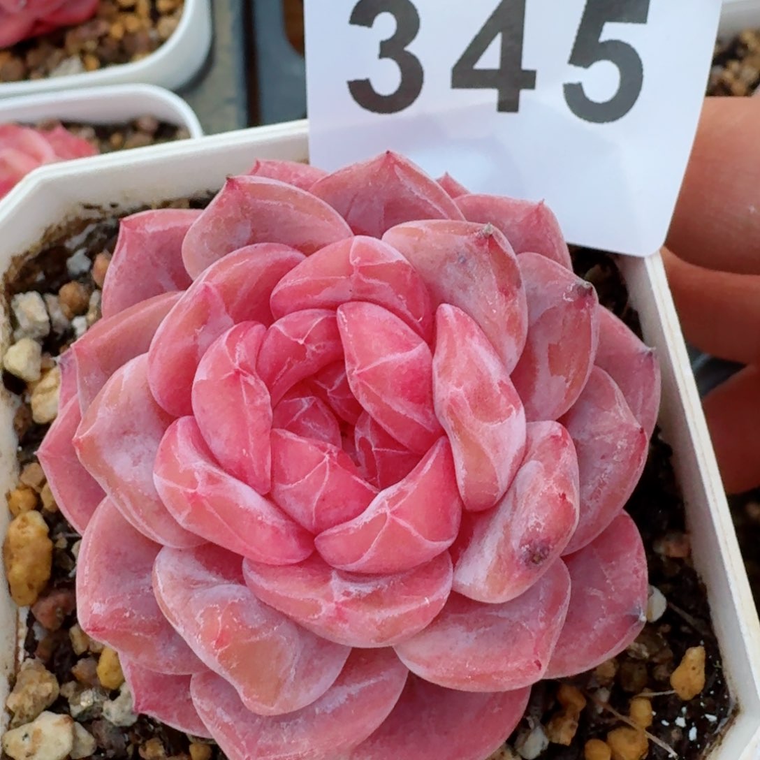 紫魄         多肉植物新品上新