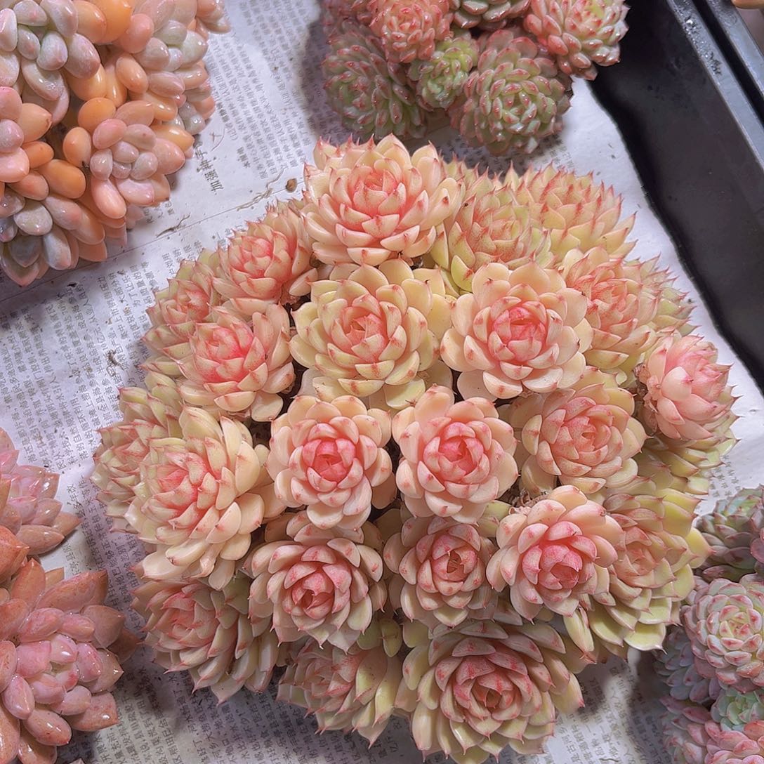 笨吧老桩多肉植物