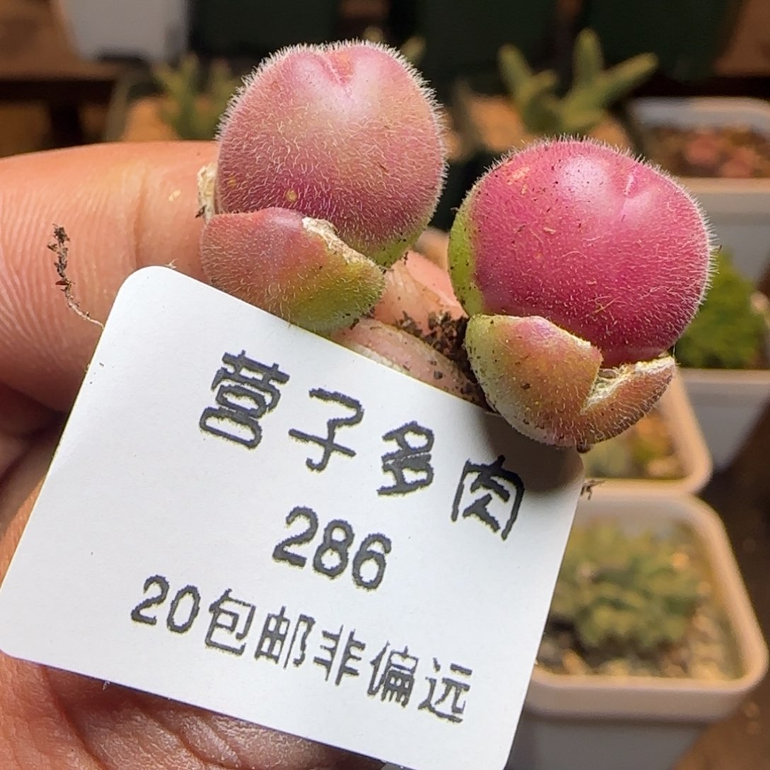 长毛翠。            