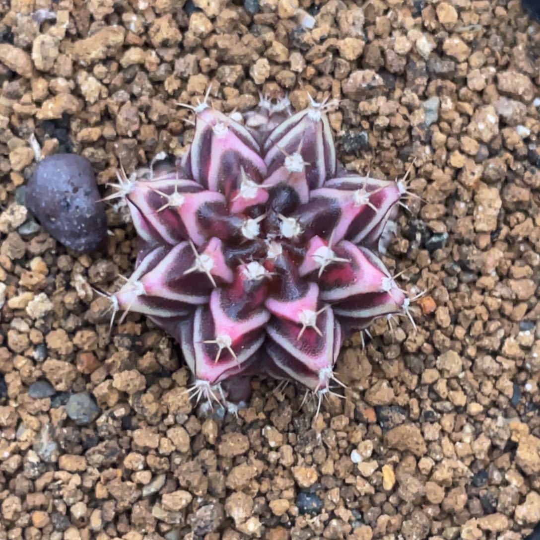 当前无花朵，栽培后可花朵黑粉v背锦