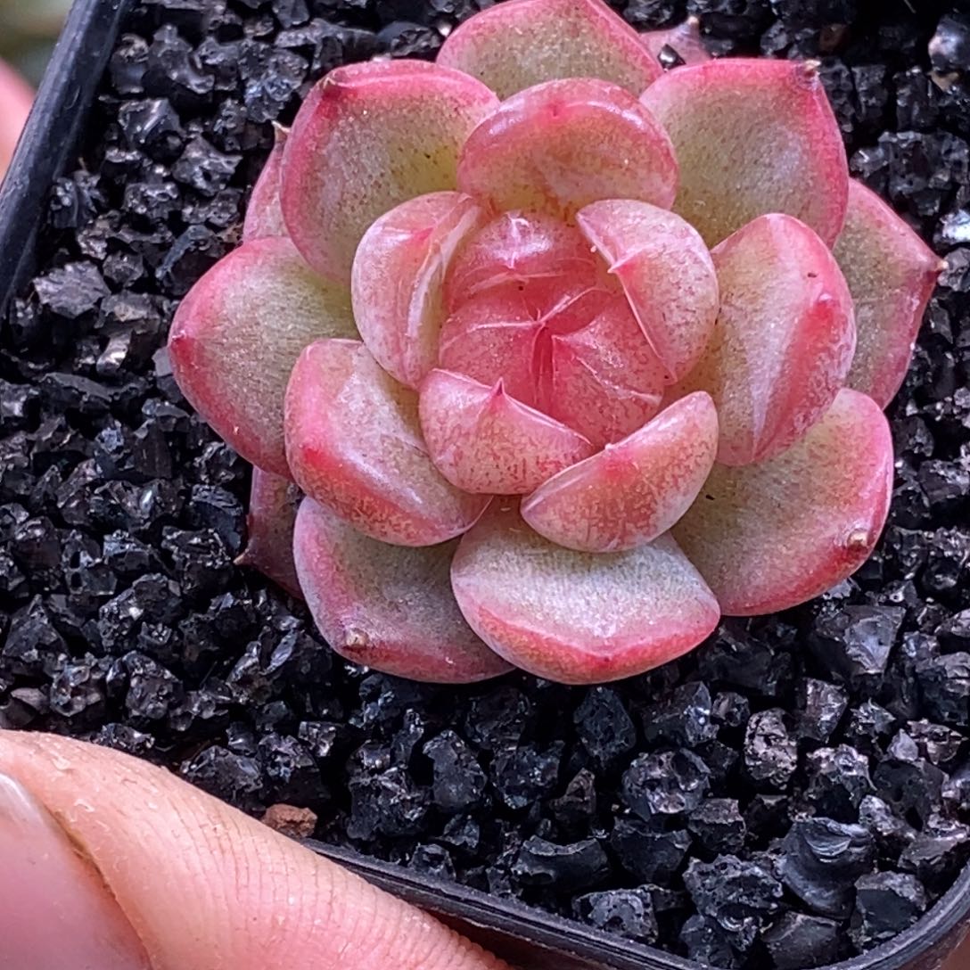 天官赐福百无禁忌