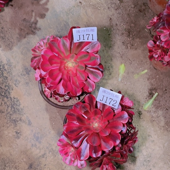 171  172美杜莎多肉植物