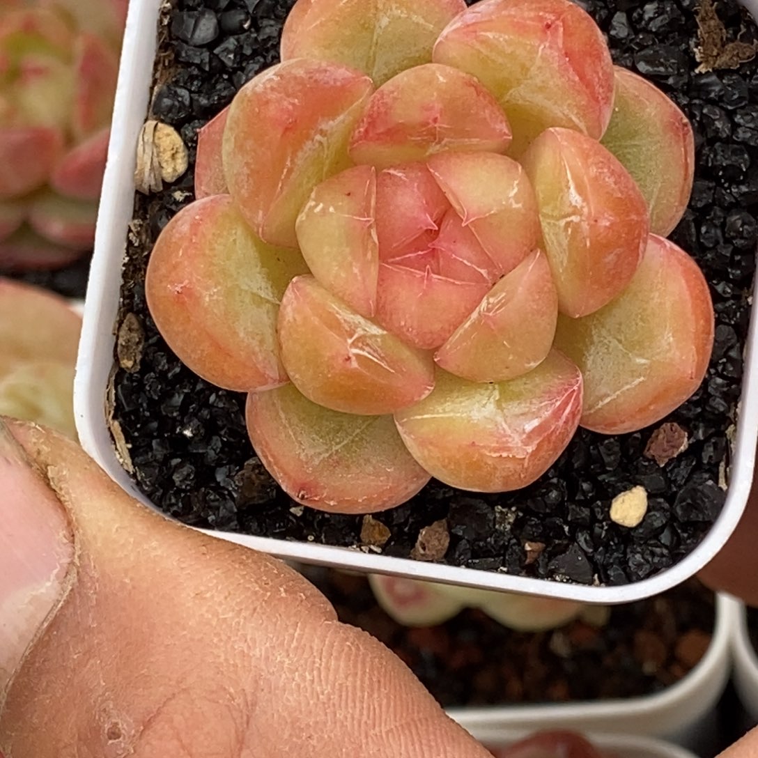 天官赐福百无禁忌