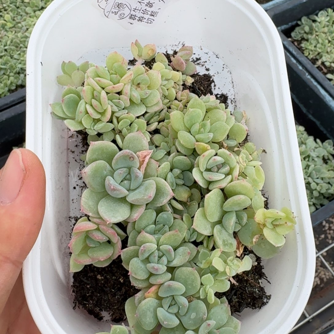 如图907云慢播种切糕星茉