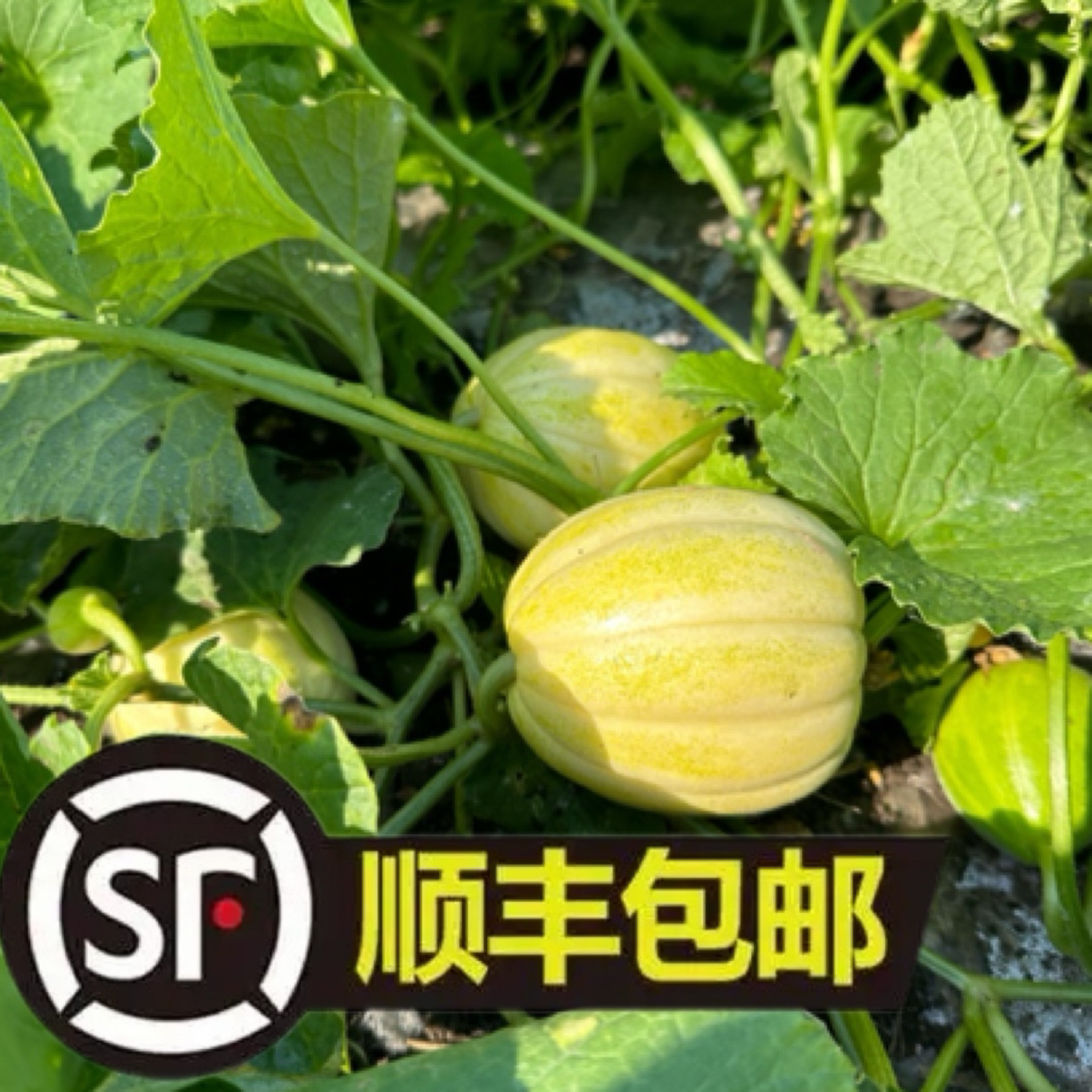 黑龙江大地瓜当季新鲜（冷链运输）