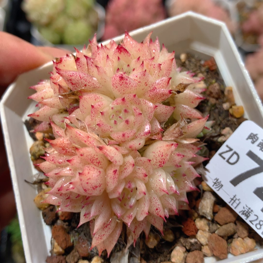 5CM拇指盆精控多肉ZD746